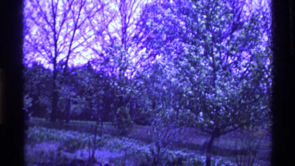1969 Ohio 8mm frame showing dense trees, shrubs, and open ground, partially divided by a dark vertical frame edge.