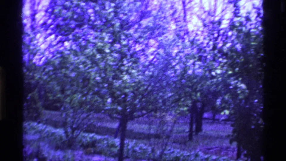 1969 Ohio 8mm frame with soft-focus trees, dense foliage, and a darker ground line in a quiet park-like setting.