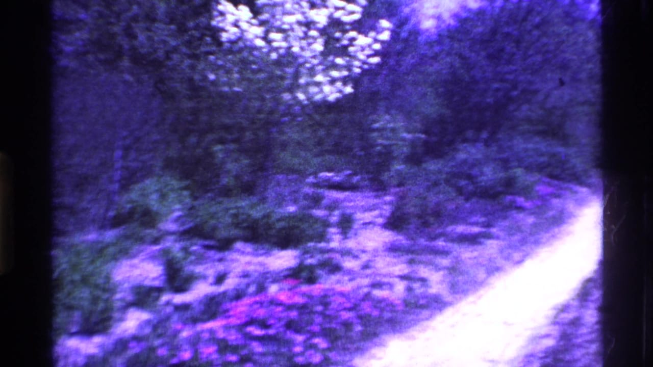 Curving dirt driveway through trees and overgrown vegetation.