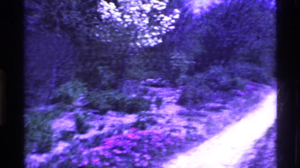 1969 Ohio 8mm frame showing a pale dirt driveway bending through dense trees and roadside vegetation with a strong purple film cast.