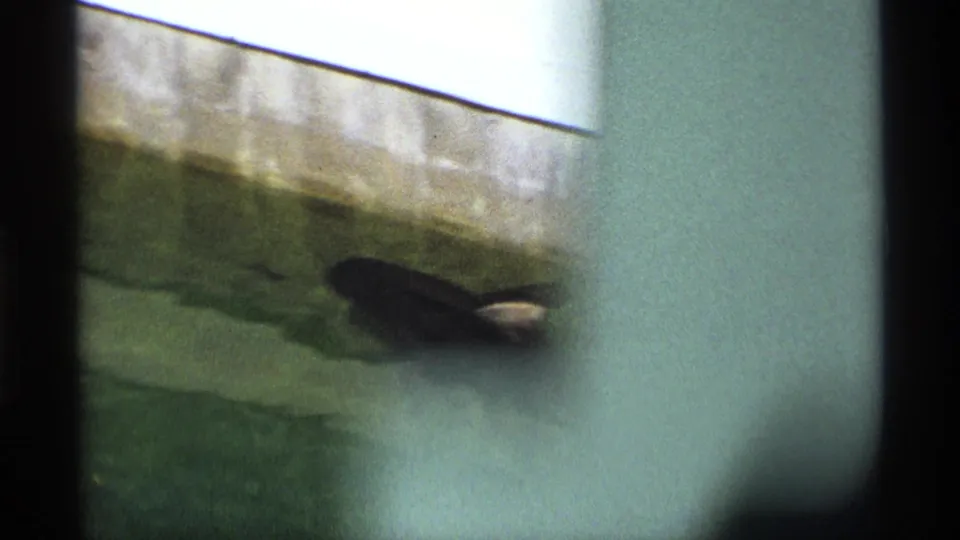 1970 8mm frame showing a dark rounded fish-like or whale-like shape in green water near the concrete bridge wall and heavy foreground shadow.