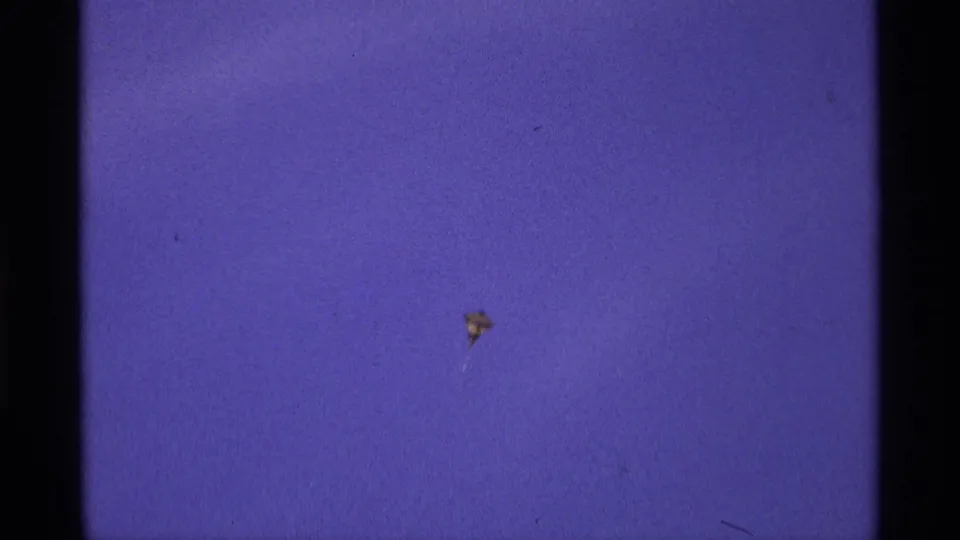 A small airborne speck appears in the lower portion of the purple-blue sky, with visible 8mm grain and dust.