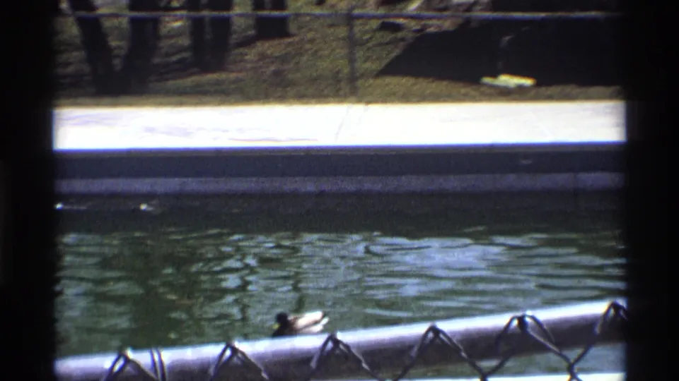 A pond scene shows ducks swimming near a concrete edge, viewed through or past a chain-link fence in the same outdoor setting.