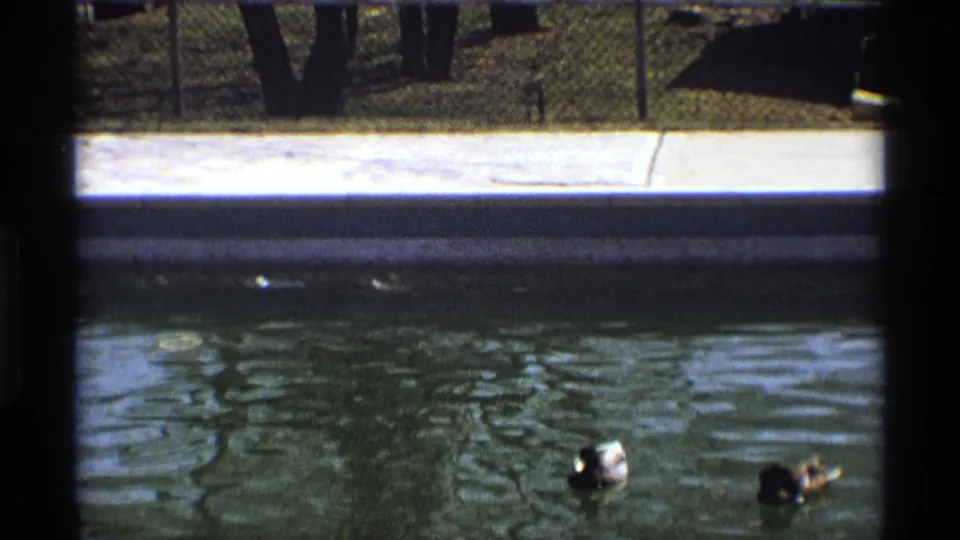 Two ducks swim in rippled pond water near the fenced bank, with the earlier yard scene no longer centered in view.