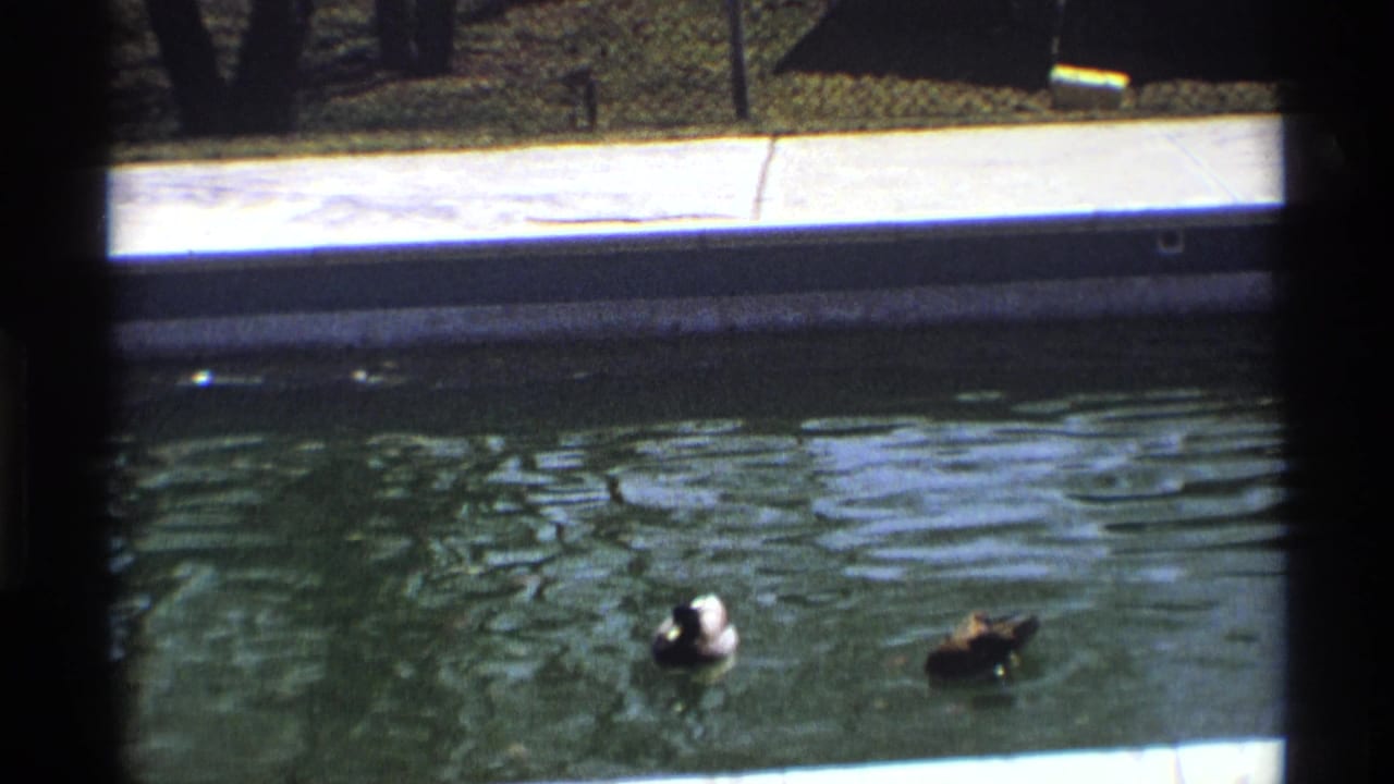 Two ducks swimming in a pond beside a concrete edge, with dark film borders.