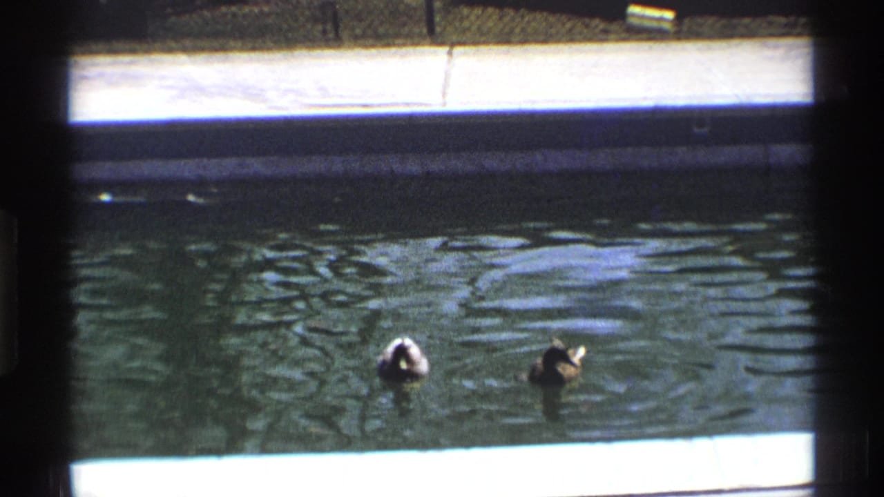 Two ducks on rippled pond water with a concrete bank and dark vertical frame bar.