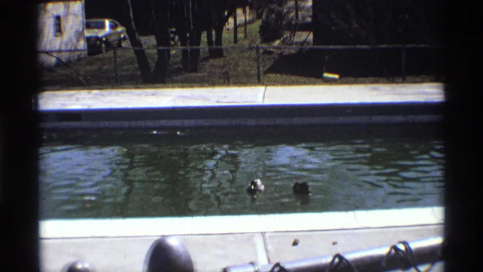 Two ducks swim in a pond seen through chain-link fencing, with trees, grass, and a parked car in the background.