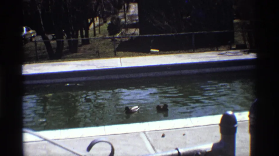 Two ducks move near the pond edge in 1970 8mm footage, viewed through fencing with trees and a parked car beyond.
