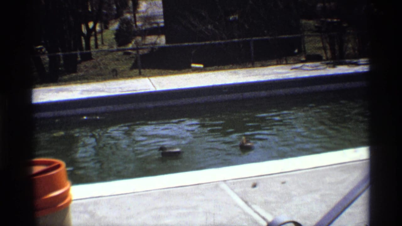 Ducks swim across sunlit pool water beside a pale deck and planter.
