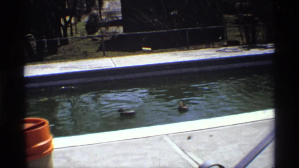 Two mallard ducks appear on rippled pool water in a 1970 home-movie view with deck, planter, fence, and trees beyond.