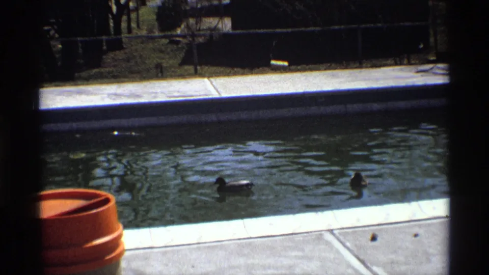 1970 8mm frame of two ducks in a backyard pool, with a terracotta planter, pale concrete deck, fence, and shaded trees visible.