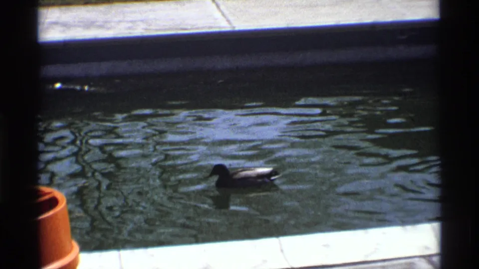 Close 1970 home-movie view of one duck swimming across a residential pool, framed by dark window edges and bright concrete deck.