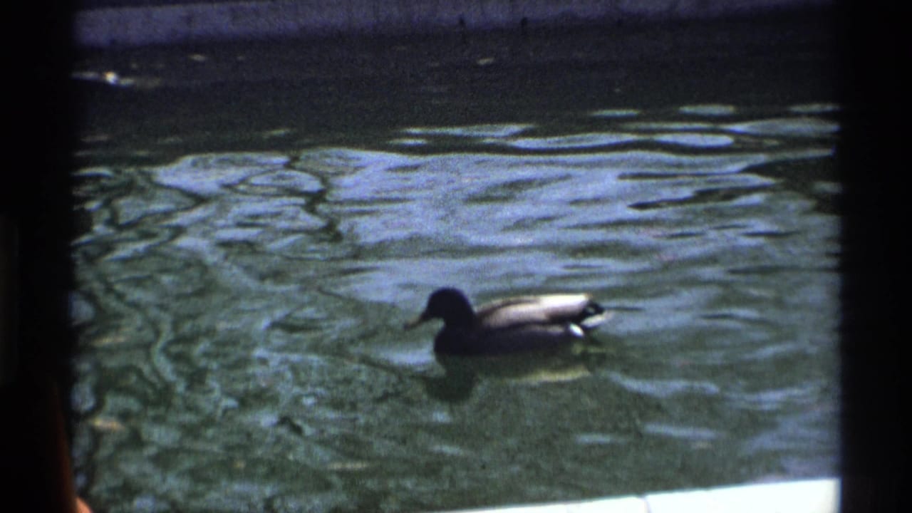 Mallard duck swimming across rippling pond water within dark film borders.