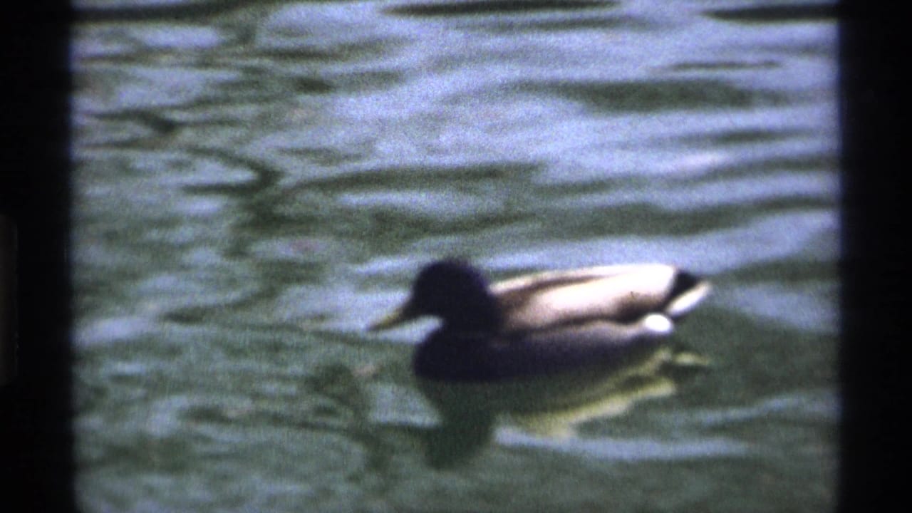 Closer view of a mallard duck on textured pond water.