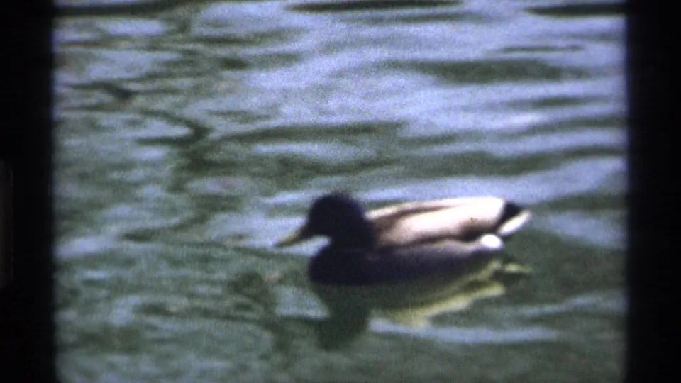 A closer 8mm frame shows a mallard duck swimming on rippled pond water, with soft focus and dark film edges.