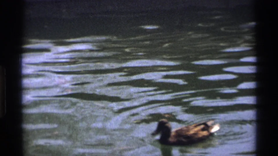 A duck passes near the lower part of the 8mm frame, partly soft against reflective blue-green pond water.