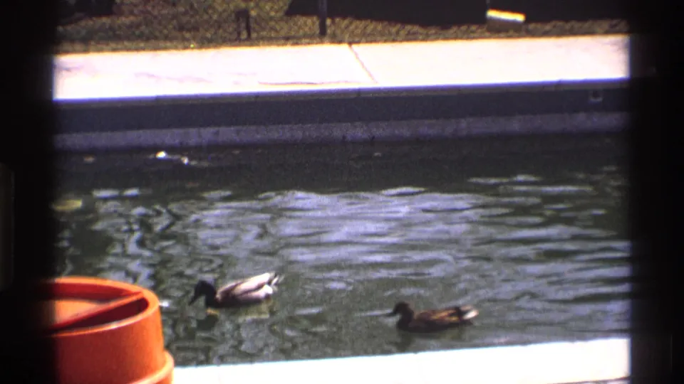 Two ducks swim near a pale pond edge in 1970 Florida, Michigan 8mm footage, with a partial orange object at lower left.