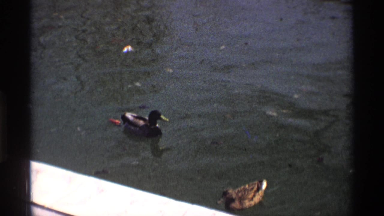 Two ducks near the edge of a dark pond with floating leaves and a concrete border.