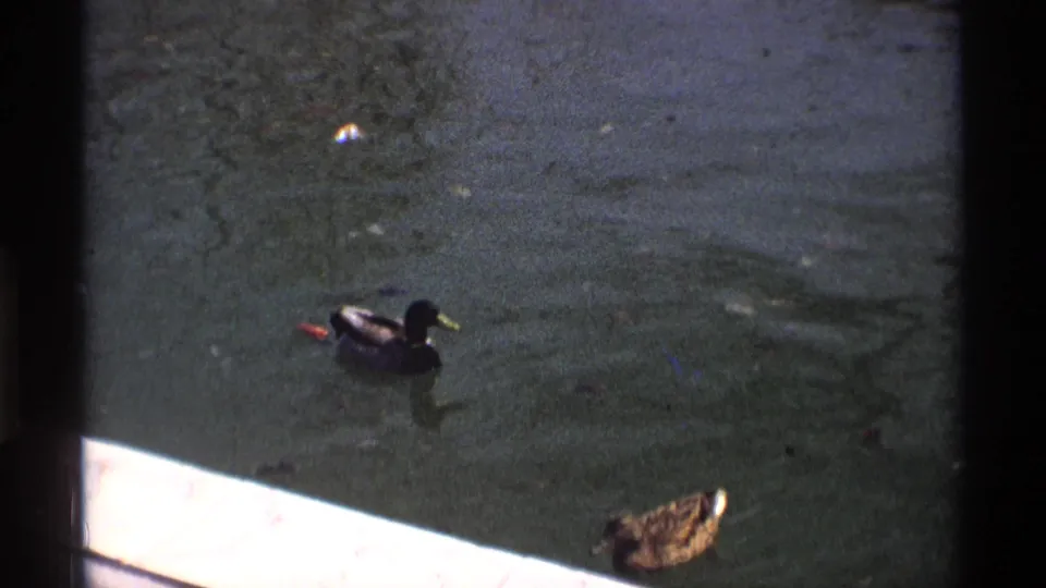 1970 8mm home-movie frame of two ducks on dark pond water near a pale concrete edge in Florida or Michigan.