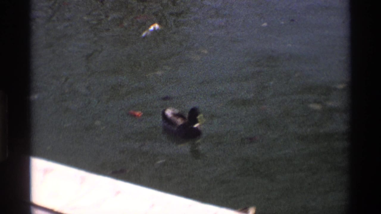 A duck swims in dark pond water near a concrete edge with small floating debris.