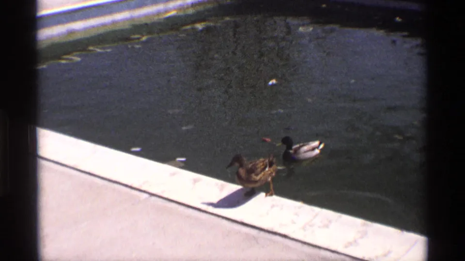 1970 8mm home-movie frame of two ducks close to the concrete edge of a pond in Florida or Michigan.