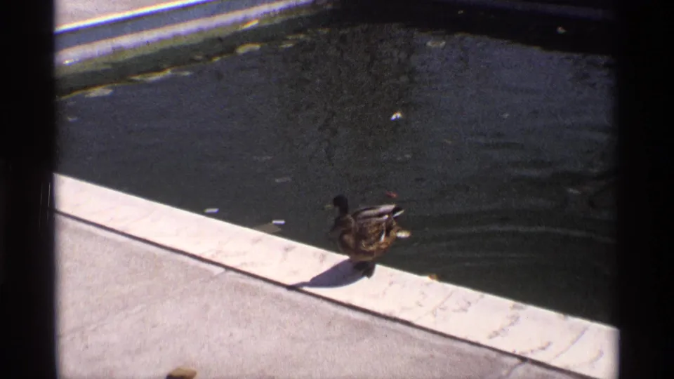 1970 8mm frame of a duck on the concrete edge of a pond, with dark water and floating leaves nearby.