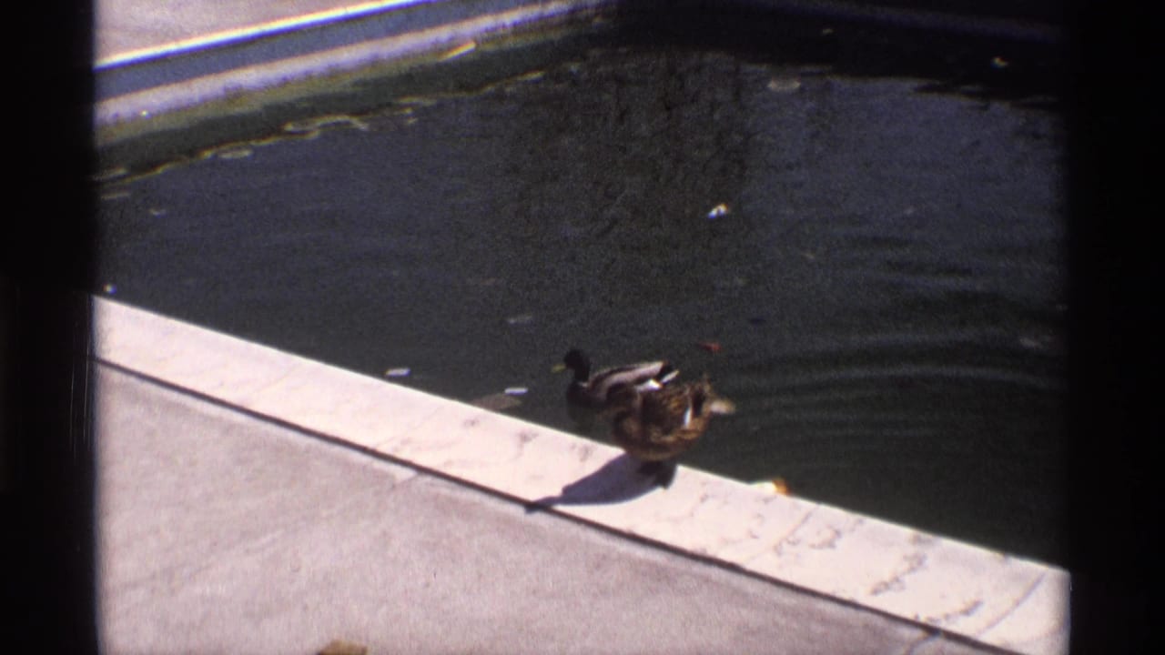 Two ducks walk beside dark pool water on a pale concrete edge.