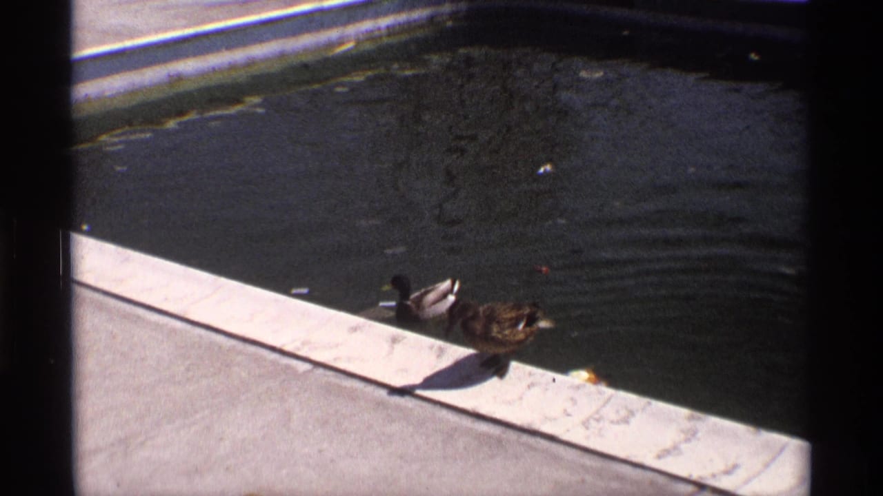 Two ducks continue along the pool edge beside rippled dark water.