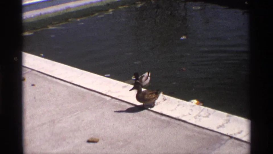 A duck stands on sunlit concrete as the second duck remains partly visible near the pool edge in 1970 8mm footage.