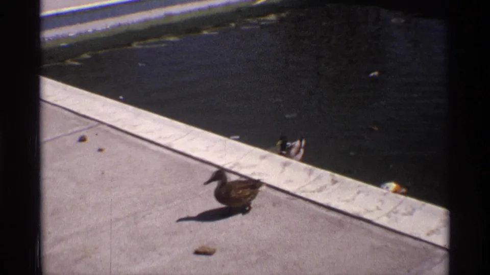 A foreground duck stands on the sunlit concrete as another duck remains near the dark pool water in the final 1970 frame.
