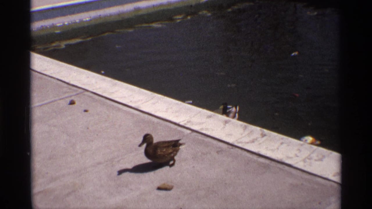 Brown duck walking on a concrete pool deck beside dark water.