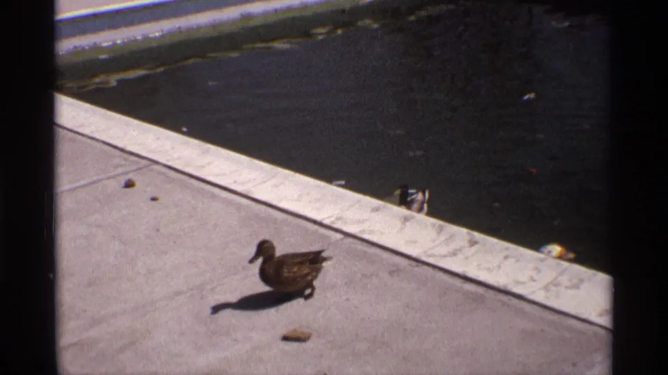 A brown duck walks along a light concrete pool edge in 1970 archival home-movie footage from Florida, Michigan.