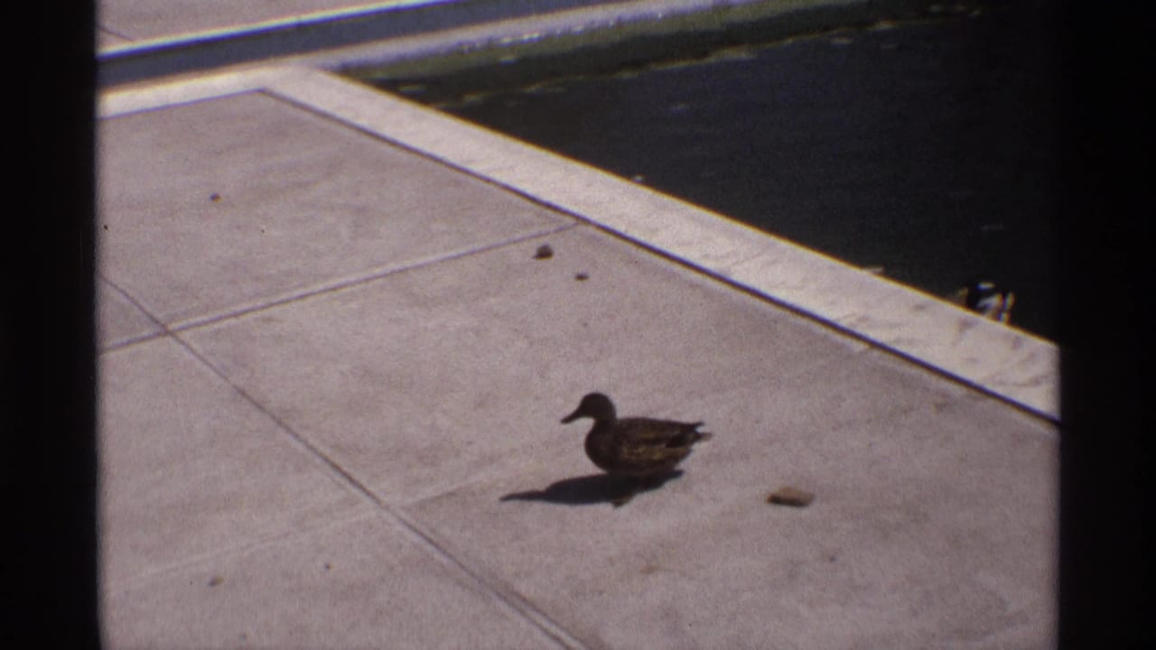 Duck standing on pale concrete near the edge of a swimming pool.