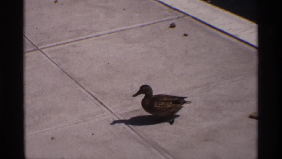 A brown duck crosses the light concrete deck, its dark shadow falling to one side in the 8mm frame.