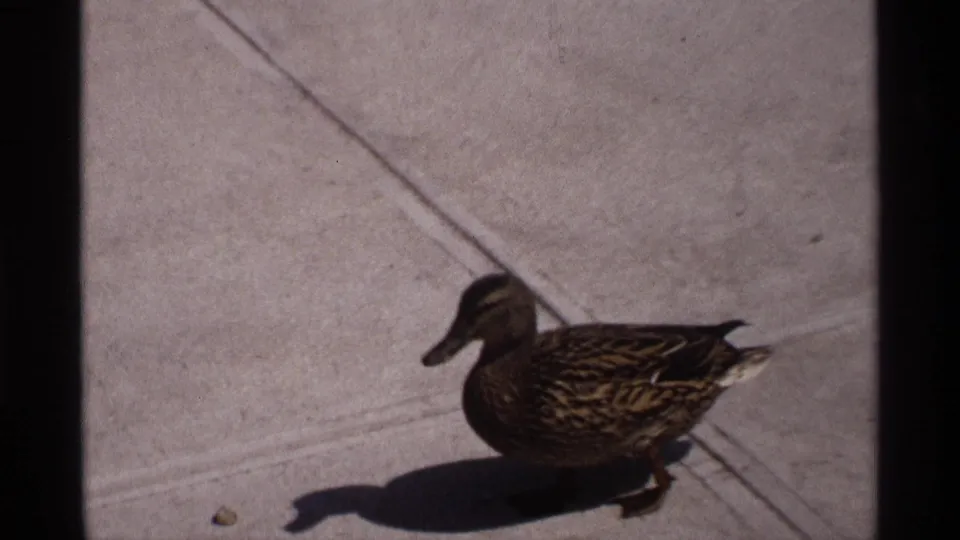 The duck appears closer to the camera on the concrete deck, with feather markings and a strong shadow visible.
