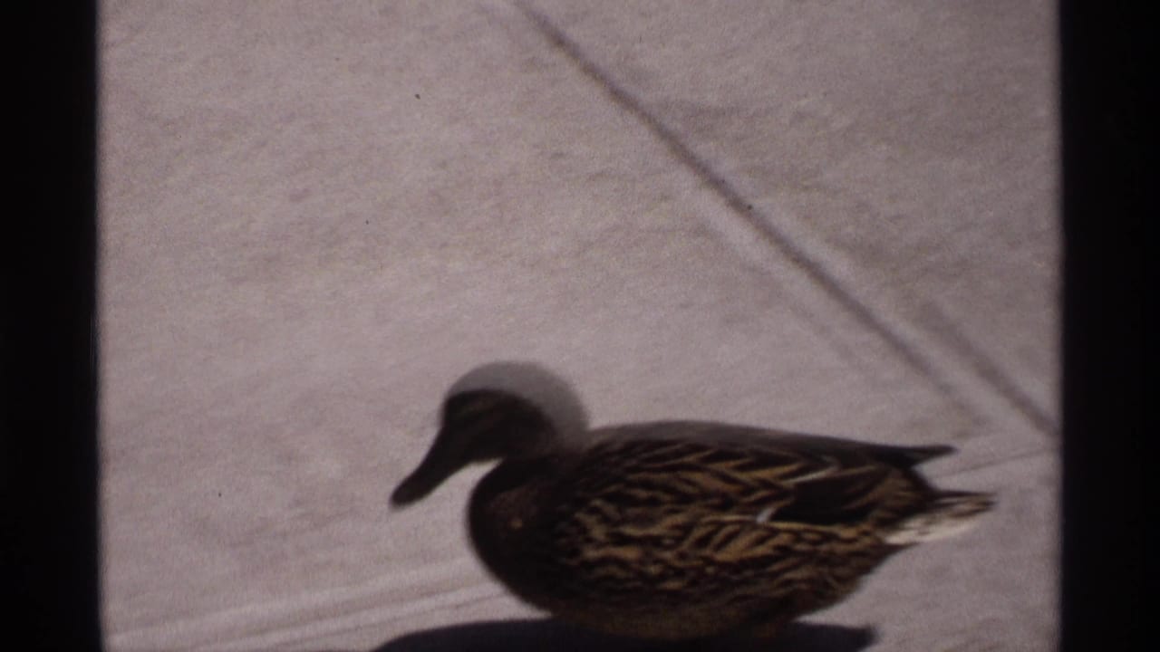 Female mallard rests or walks on pale concrete beside dark water.