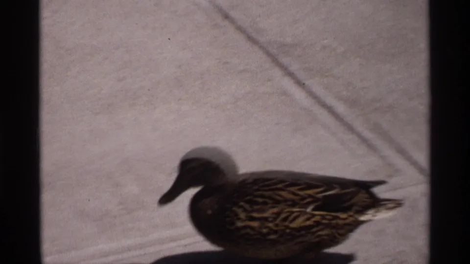A brown female mallard is seen low on a sunlit concrete ledge near dark water in 1970 home-movie footage.