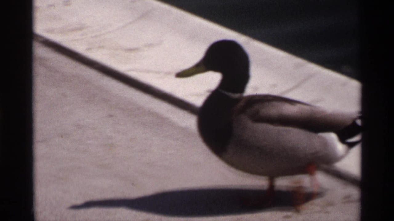 Male mallard stands on sunlit concrete with a long shadow.