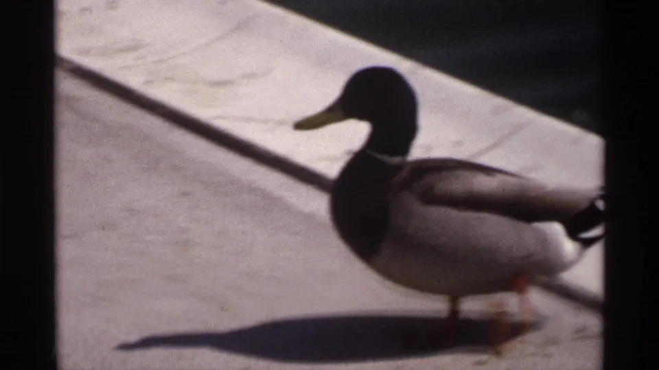 A male mallard with a dark head and pale body stands on a bright concrete ledge near water in 1970 home-movie footage.