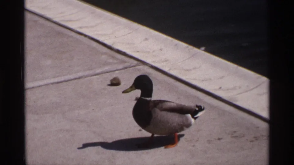 A male mallard walks across a pale concrete ledge next to dark water, casting a sharp shadow in the 1970 8mm frame.