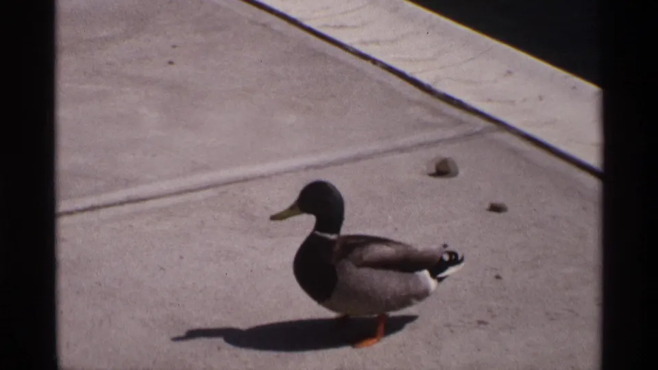 A male mallard moves across the sunlit concrete near the waterline, with film borders and soft 8mm texture visible.