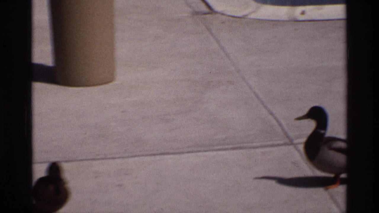 Two ducks on concrete pavement near a poolside trash can and grass strip.