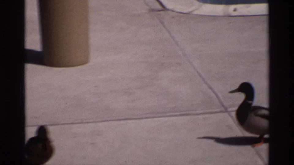 1970 8mm frame from Florida, Michigan showing two ducks on a sunlit concrete pool deck near grass and a cylindrical trash can.