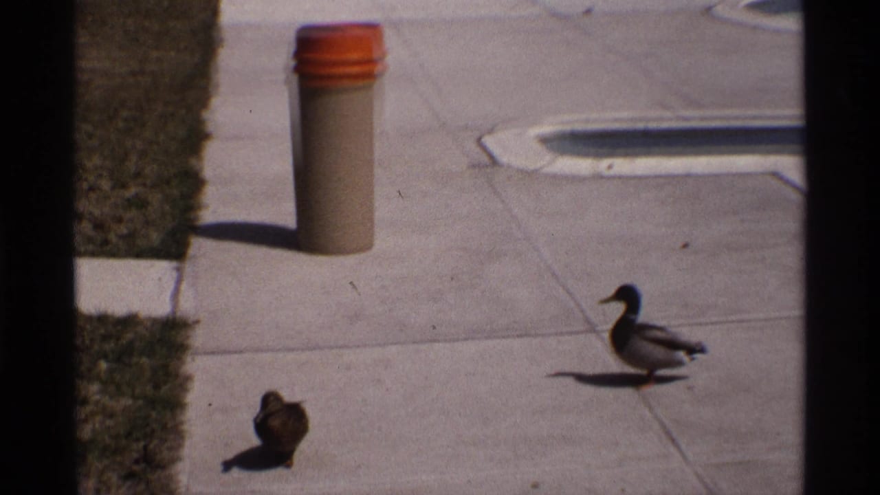 A mallard and smaller duck walk across pavement beside grass and a pool edge.