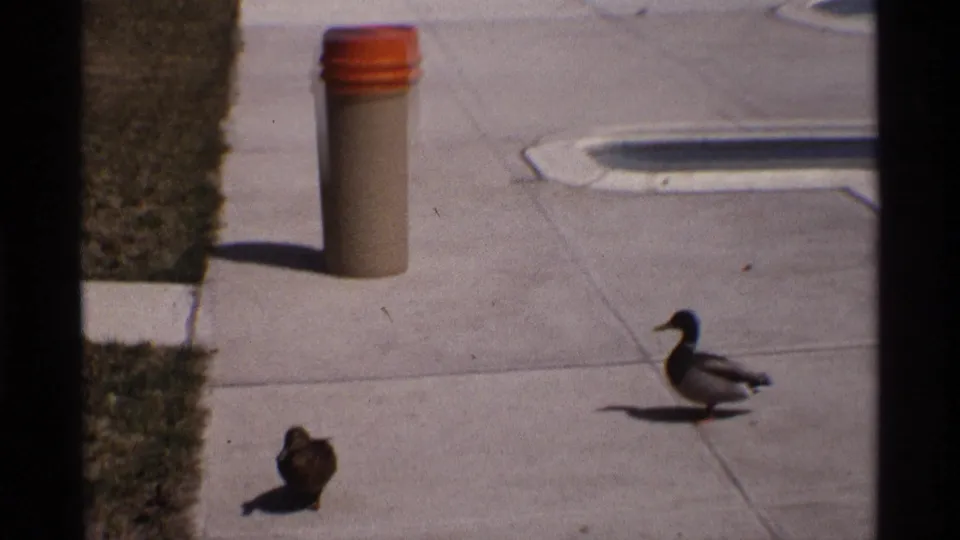 1970 8mm frame from Florida, Michigan with a mallard and smaller duck crossing a paved poolside area in bright daylight.