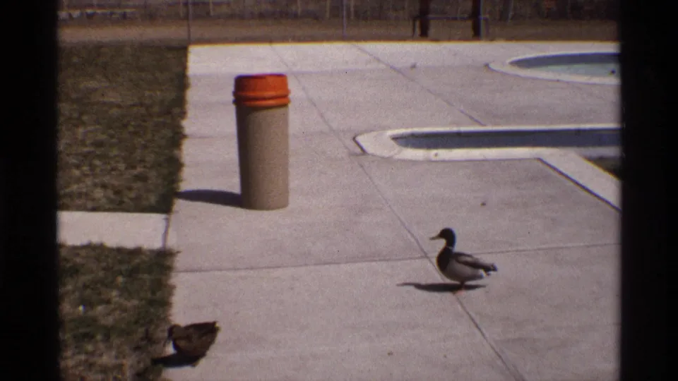 1970 8mm frame from Florida, Michigan showing one duck centered on poolside pavement with another partly visible at the bottom edge.