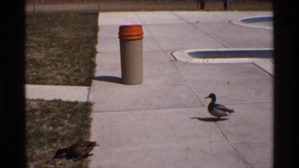1970 8mm frame from Florida, Michigan with two ducks separated across a concrete poolside area near grass and an orange-lidded trash can.