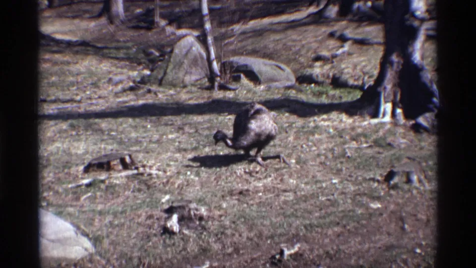 An emu moves across a dry New York City zoo enclosure in 1971, with tree trunks, rocks, branches, and sunlit ground visible.