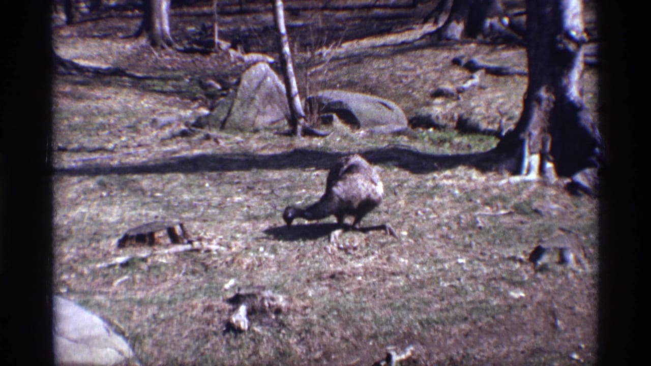 Large flightless bird pecking at sparse ground inside a wooded enclosure.