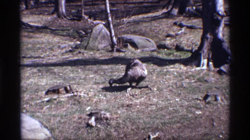 1971 8mm New York City home-movie frame showing a large flightless bird foraging among grass, rocks, trunks, and stumps.